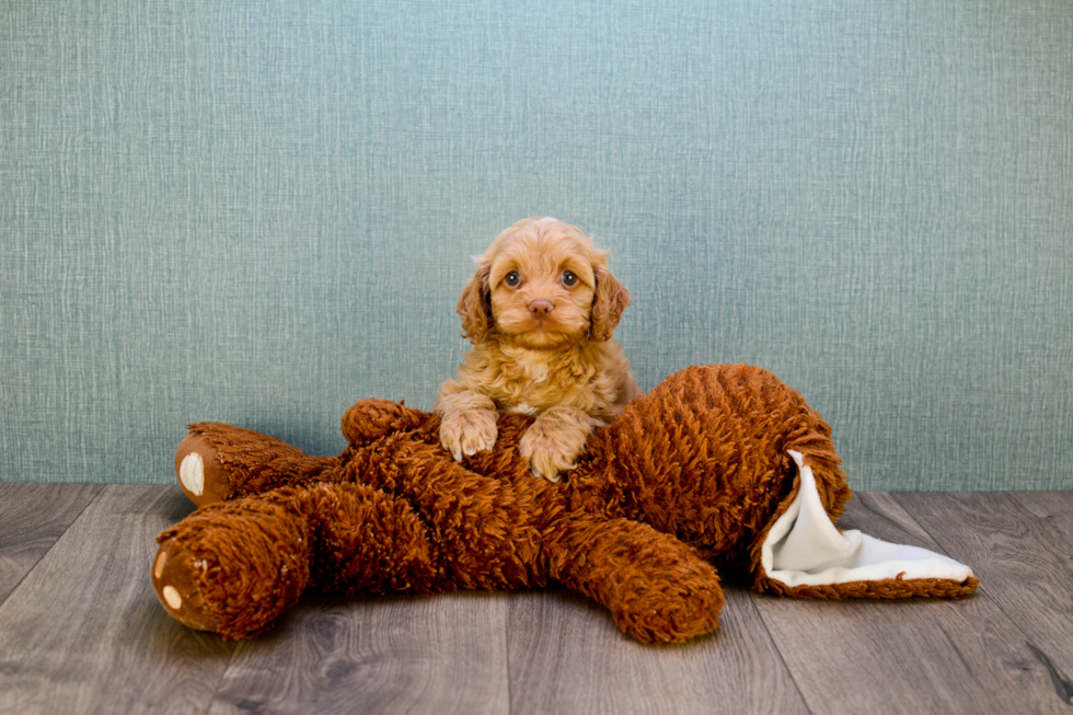 Cavapoo Puppy for Adoption