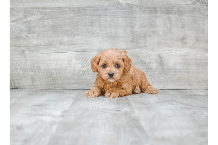 Cavapoo Puppy for Adoption