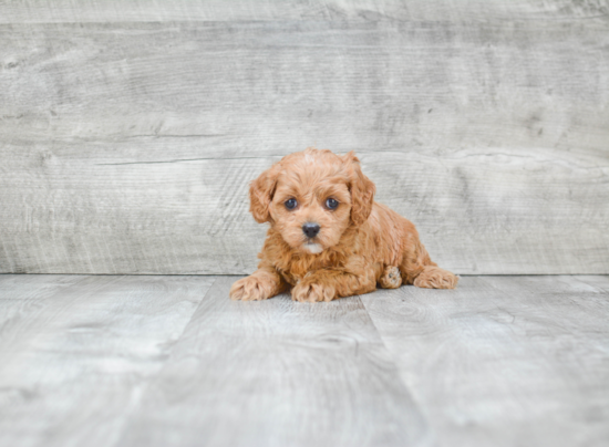 Cavapoo Puppy for Adoption