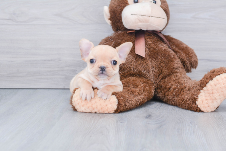 French Bulldog Pup Being Cute