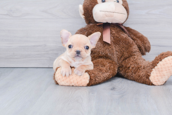 French Bulldog Pup Being Cute