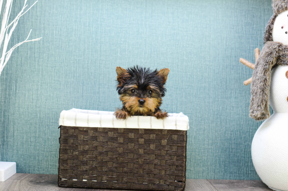 Meet Microteacup-Tinkerbell - our Yorkshire Terrier Puppy Photo 