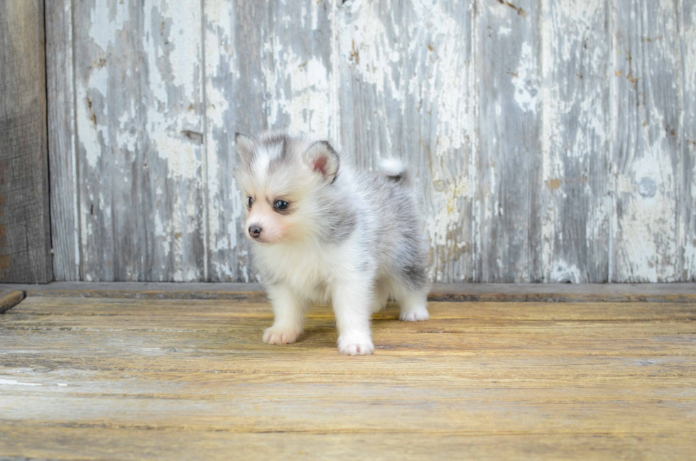 Pomsky Pup Being Cute