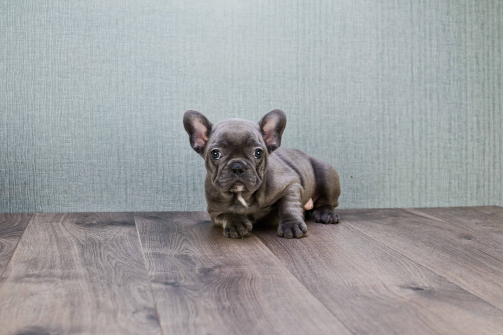 French Bulldog Puppy for Adoption