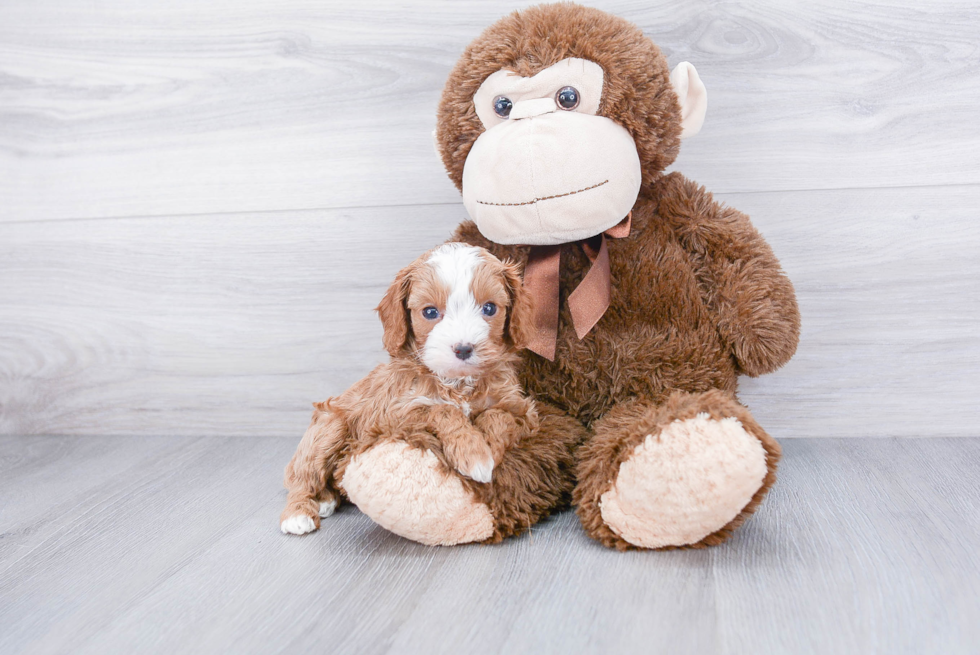 Smart Cavapoo Poodle Mix Pup