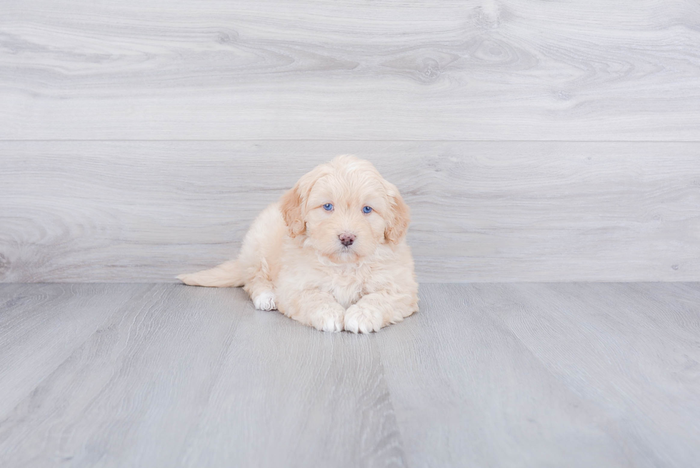 Friendly Mini Bernedoodle Baby