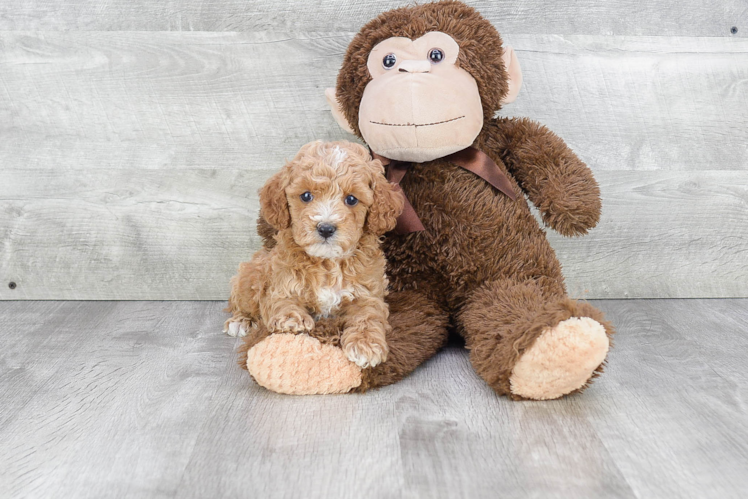 Playful Cavoodle Poodle Mix Puppy