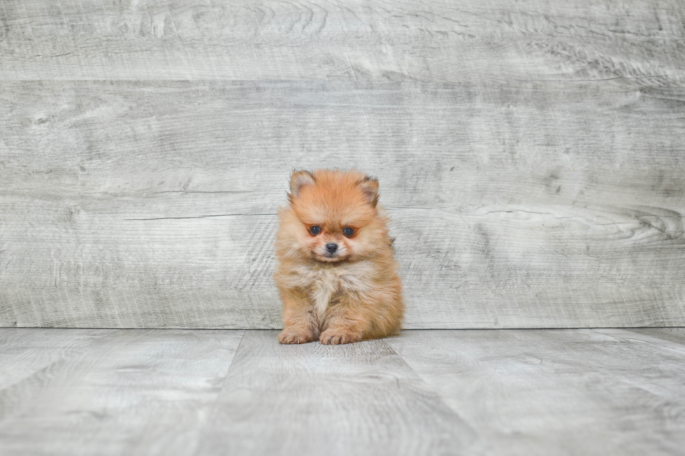 Pomeranian Pup Being Cute