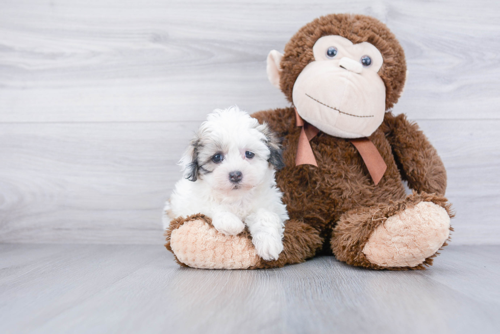 Fluffy Teddy Bear Designer Pup