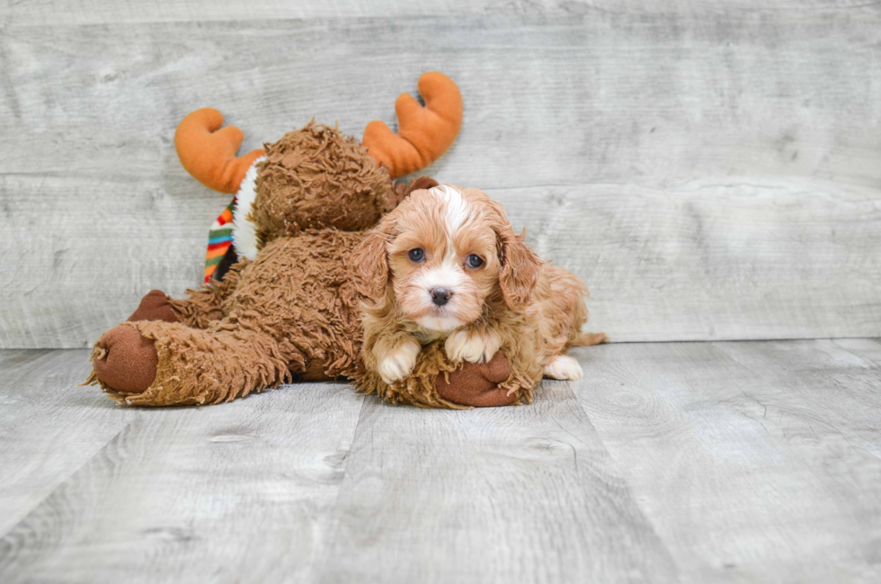 Cavapoo Pup Being Cute