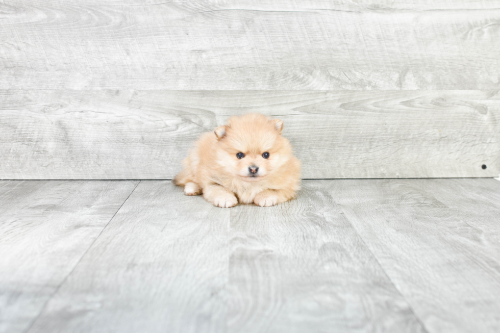 Best Pomeranian Baby