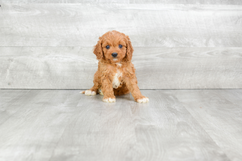 Friendly Cavapoo Baby