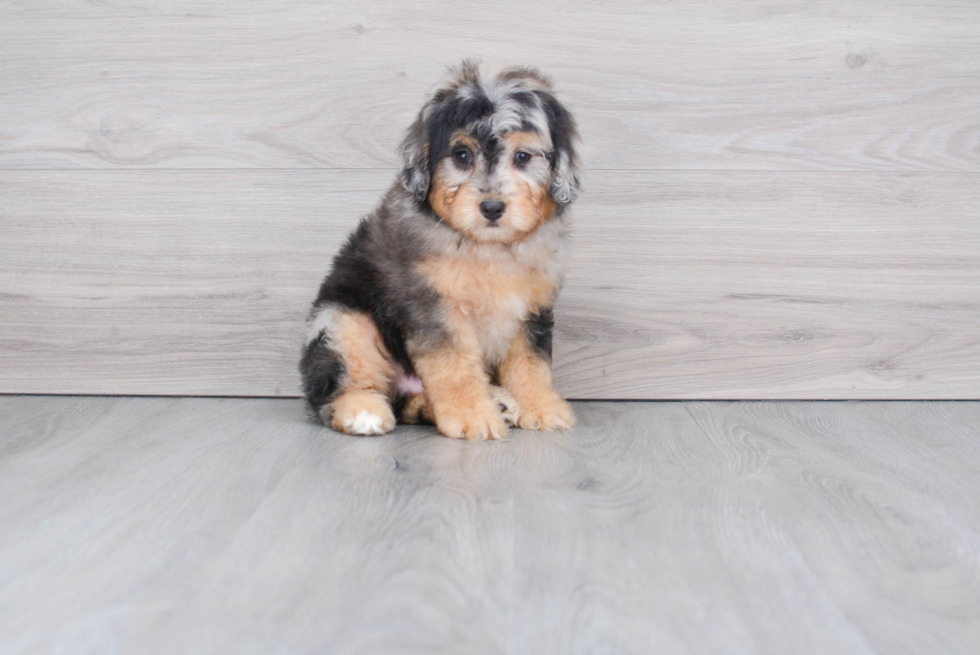 Best Mini Aussiedoodle Baby