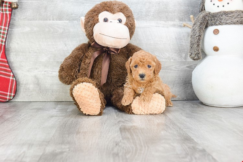 Sweet Mini Goldendoodle Baby