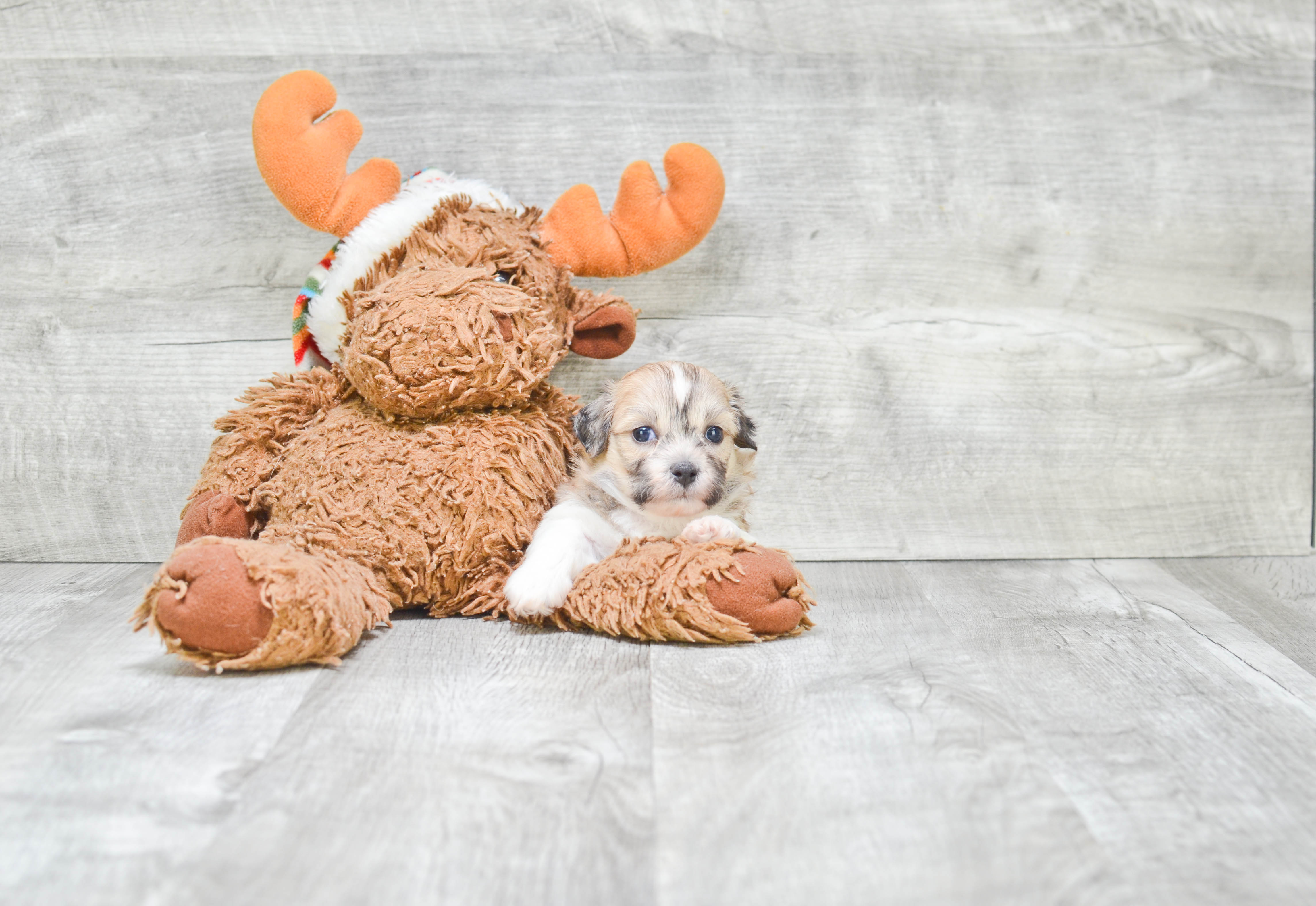 Teddy Bear Puppy for Adoption