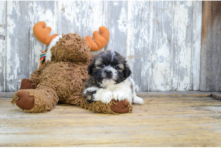 Teddy Bear Pup Being Cute