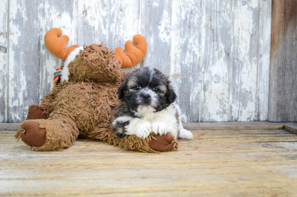 Teddy Bear Pup Being Cute