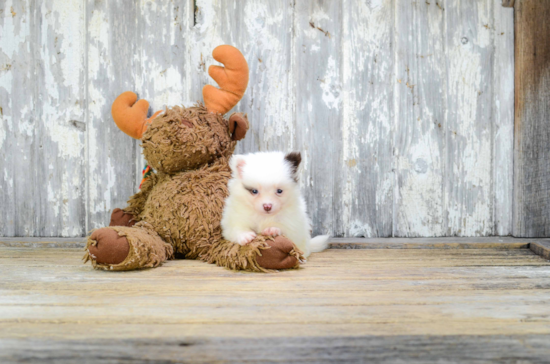 Pomeranian Pup Being Cute