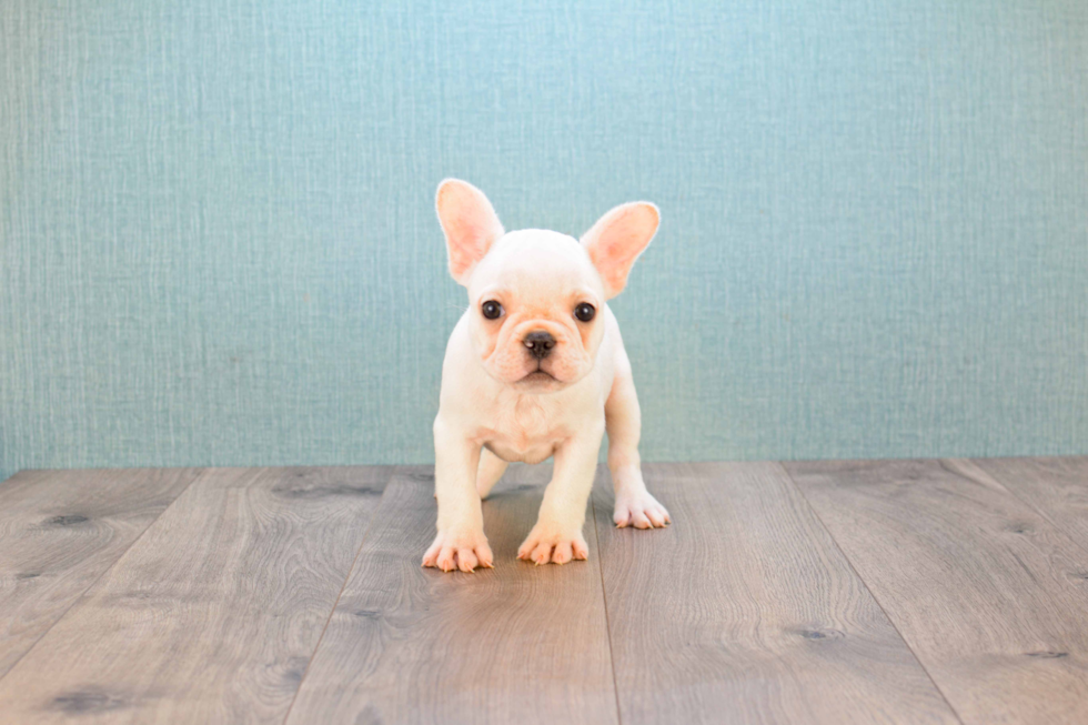 Best French Bulldog Baby