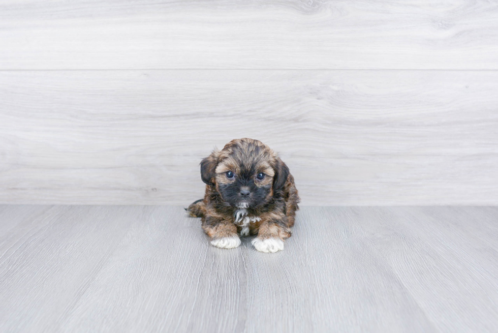 Teddy Bear Pup Being Cute