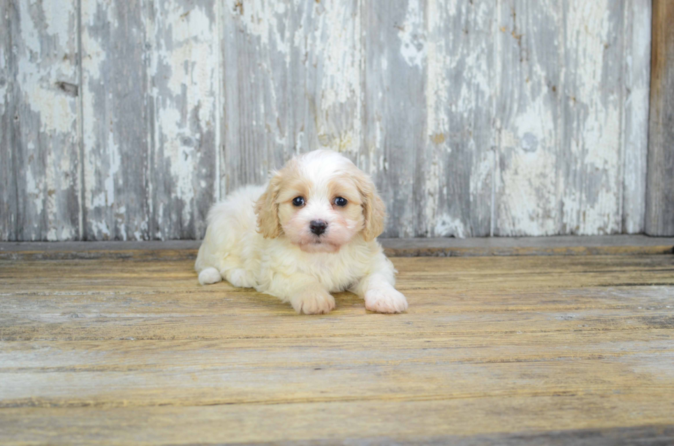 Cavachon Pup Being Cute