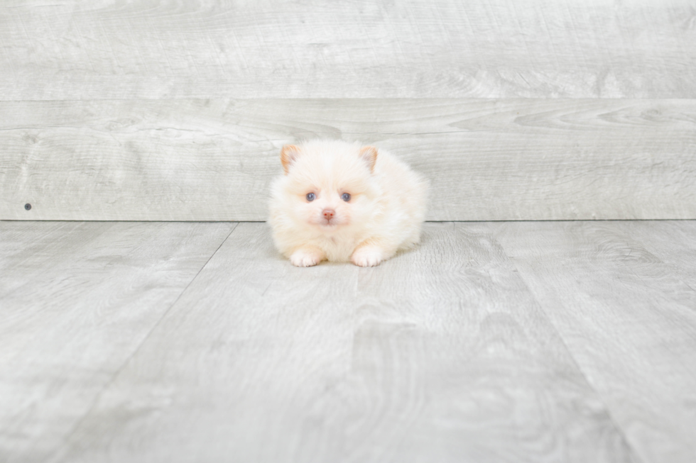 Hypoallergenic Pomeranian Purebred Pup