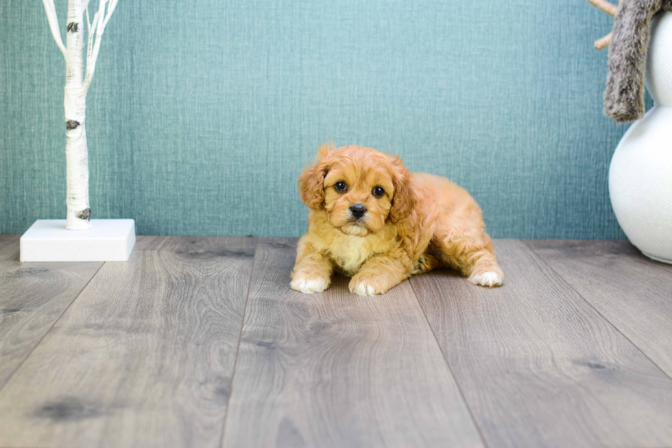 Small Cavapoo Baby