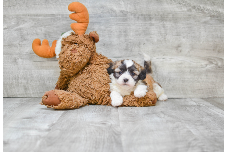 Energetic Shichon Designer Puppy