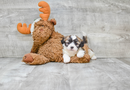 Energetic Shichon Designer Puppy