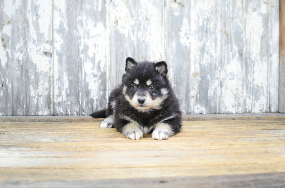 Playful Mini Husky Designer Puppy