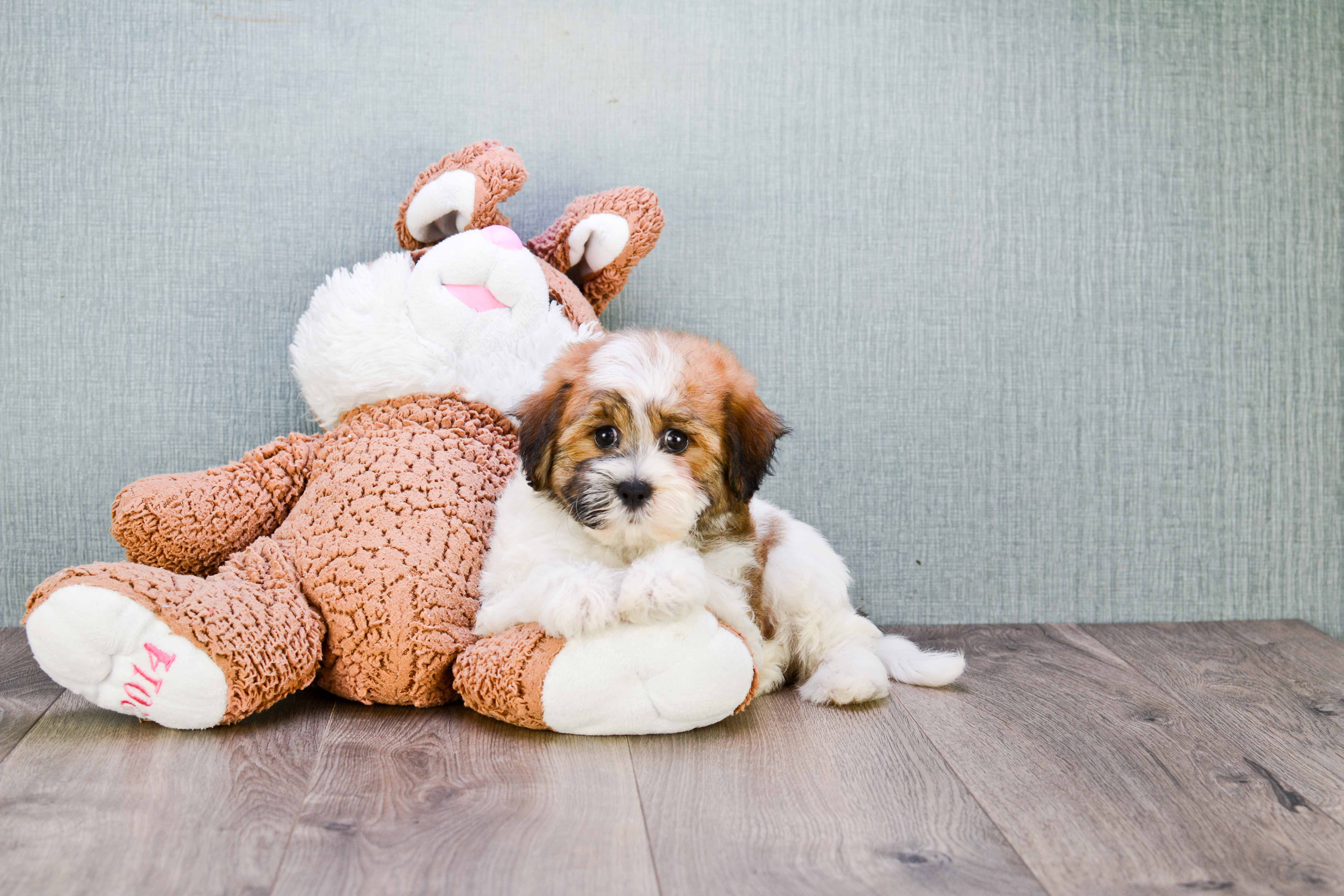 Energetic Shi Chon Designer Puppy