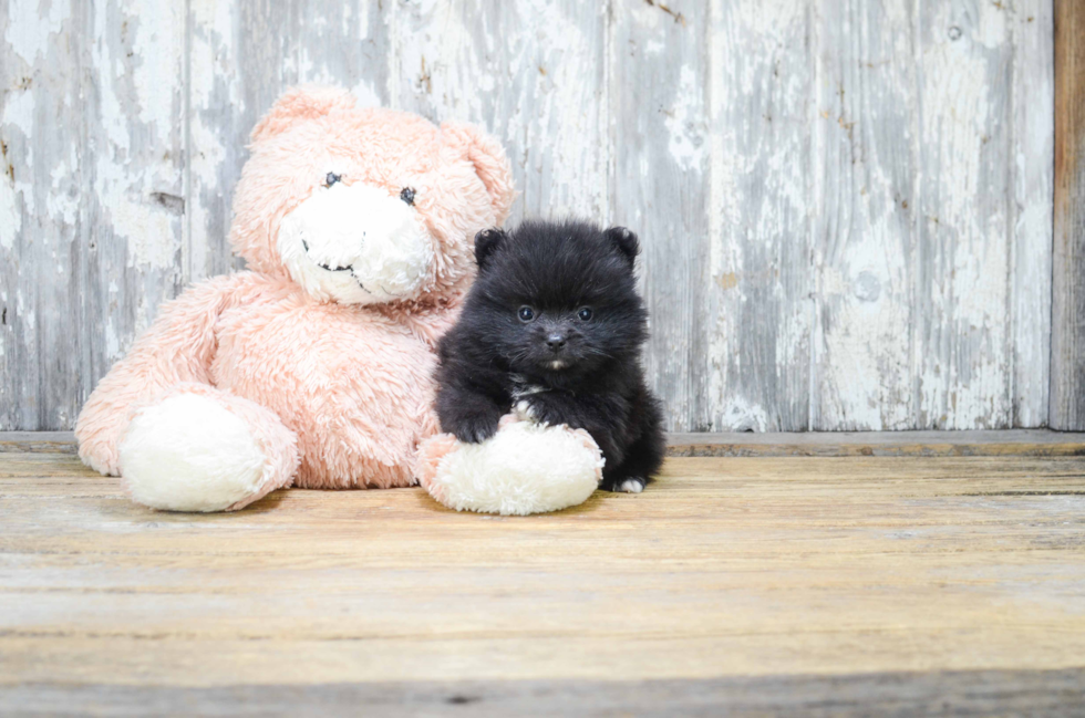 Small Pomeranian Baby