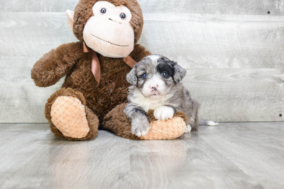 Popular Mini Bernedoodle Poodle Mix Pup