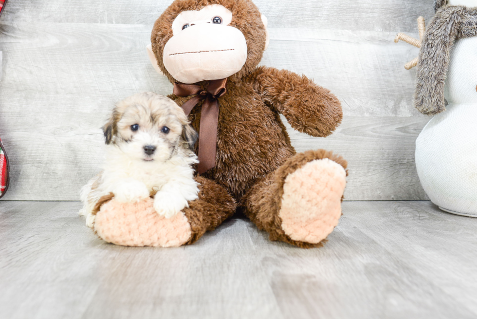 Akc Registered Havanese Baby