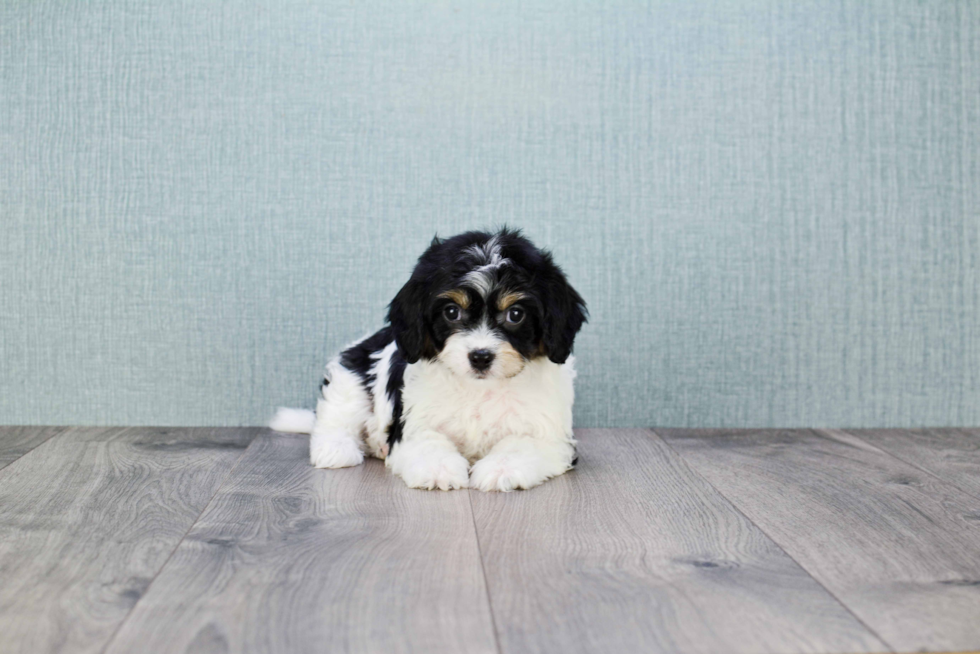 Funny Cavachon Designer Pup