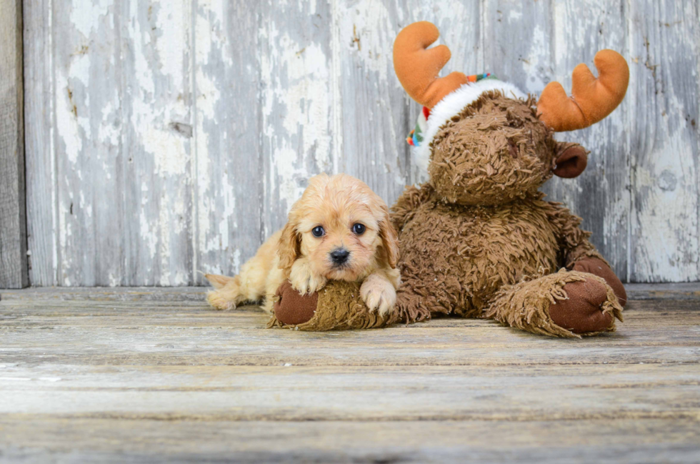 Cavachon Puppy for Adoption