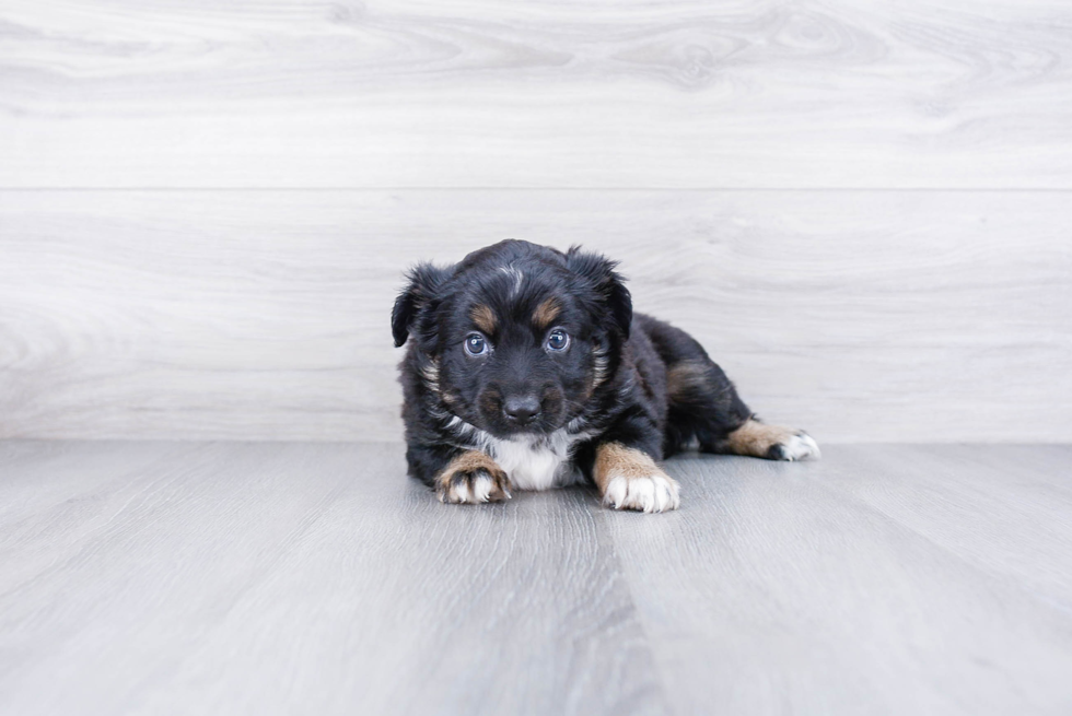 Fluffy Mini Aussiedoodle Poodle Mix Pup