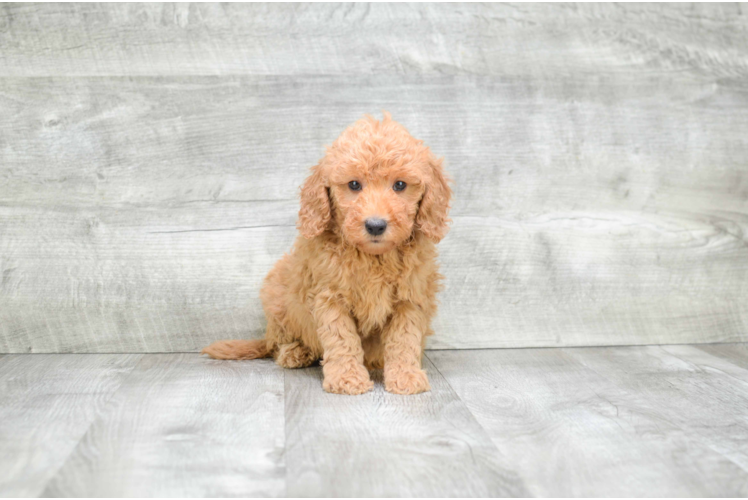 Hypoallergenic Golden Retriever Poodle Mix Puppy