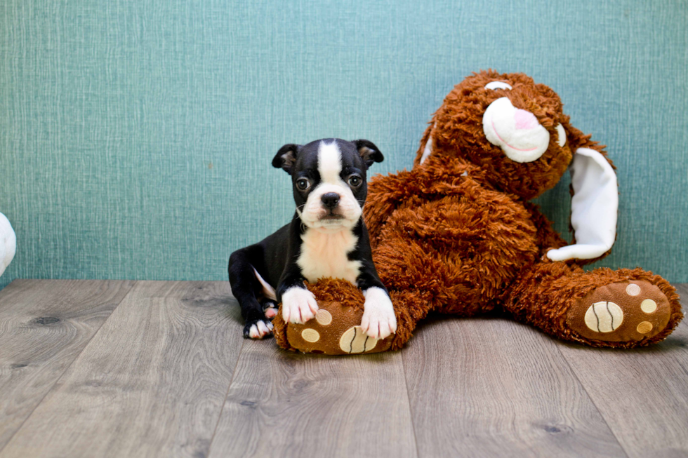 Fluffy Boston Terrier Purebred Puppy