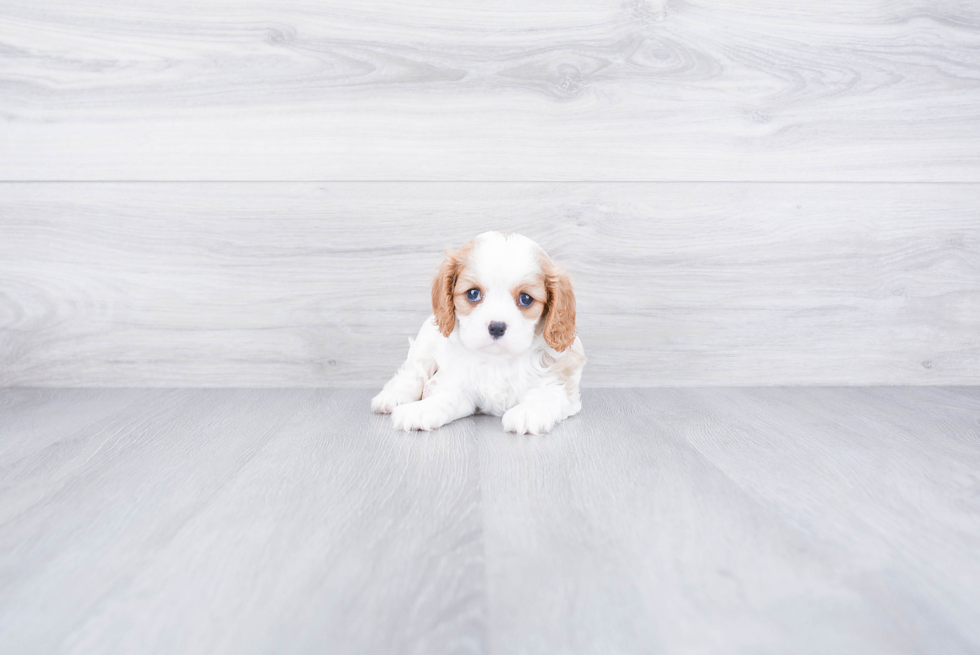 Best Cavalier King Charles Spaniel Baby