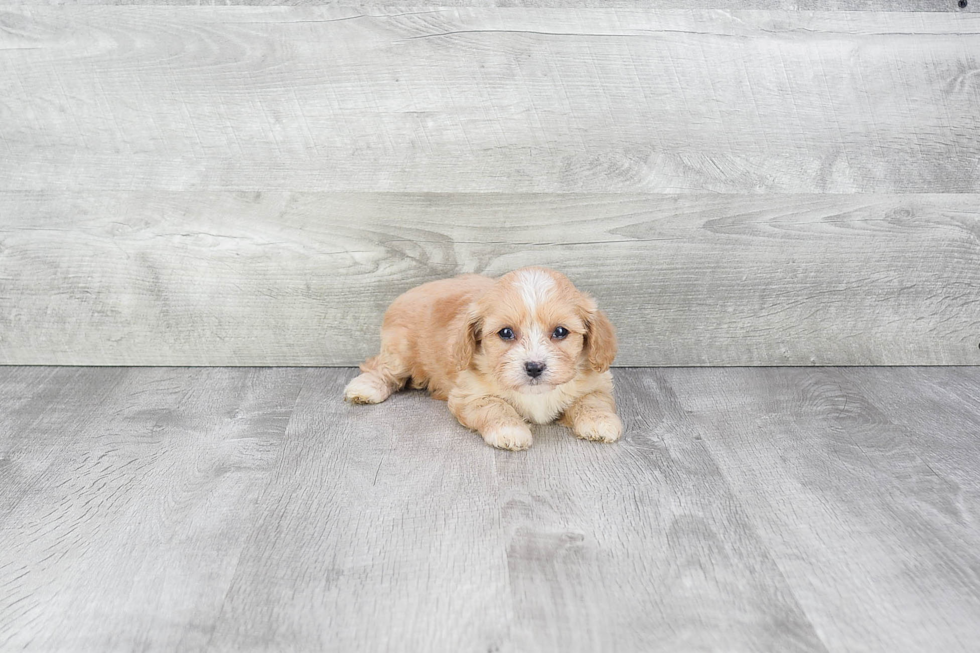 Petite Cavapoo Poodle Mix Pup