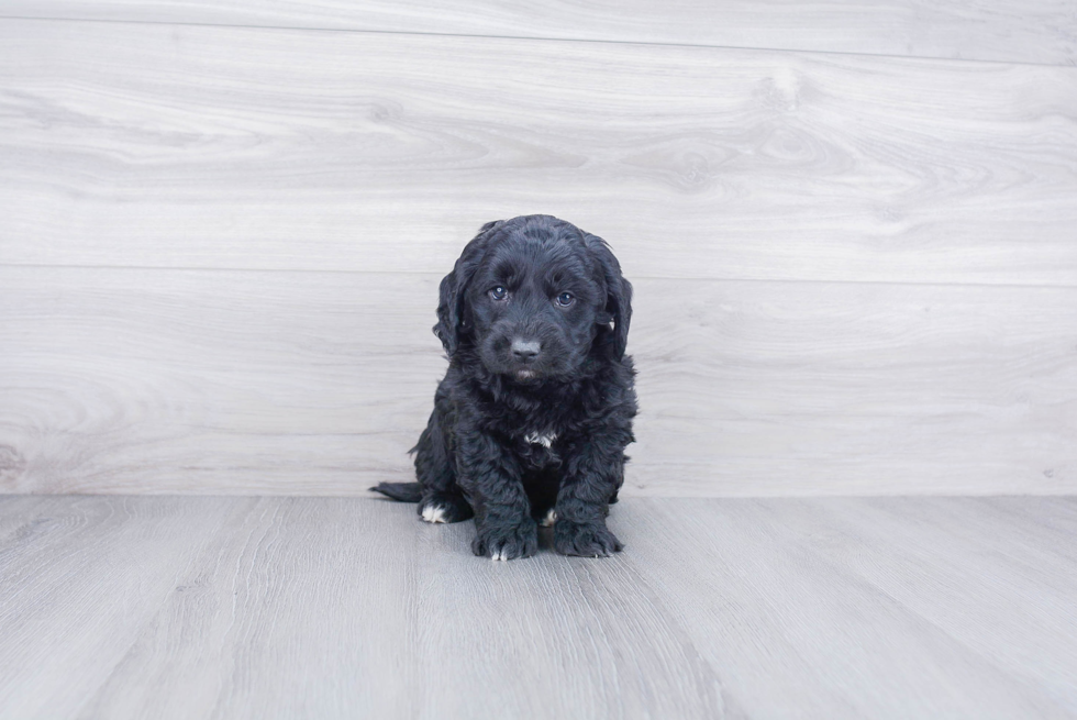 Hypoallergenic Golden Retriever Poodle Mix Puppy