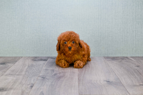 Small Cavapoo Baby