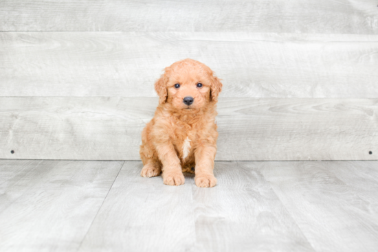 Best Mini Goldendoodle Baby