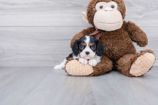 Cavalier King Charles Spaniel Puppy for Adoption