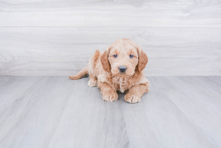 Happy Mini Goldendoodle Baby