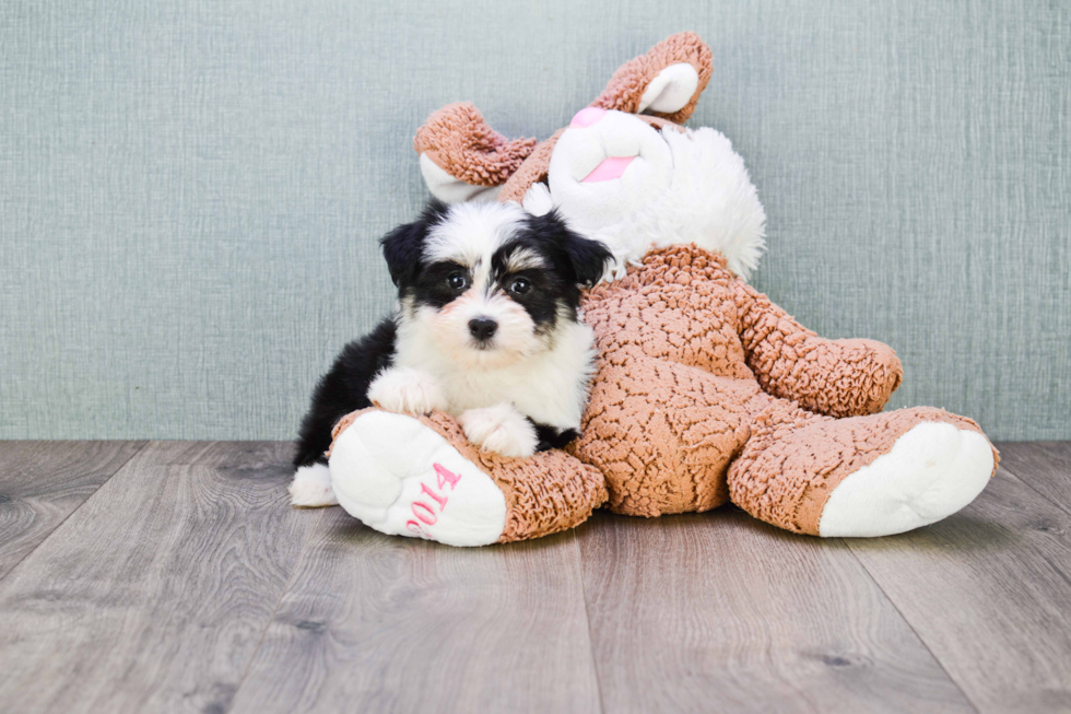 Havanese Puppy for Adoption