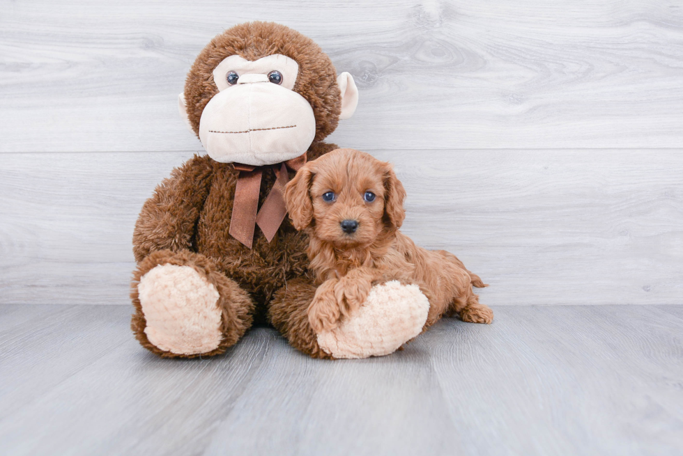 Cavapoo Puppy for Adoption