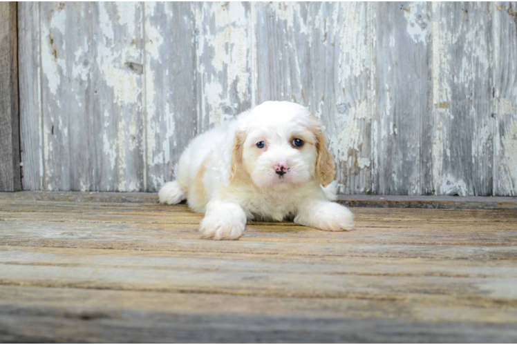 Energetic Cavalier Designer Puppy