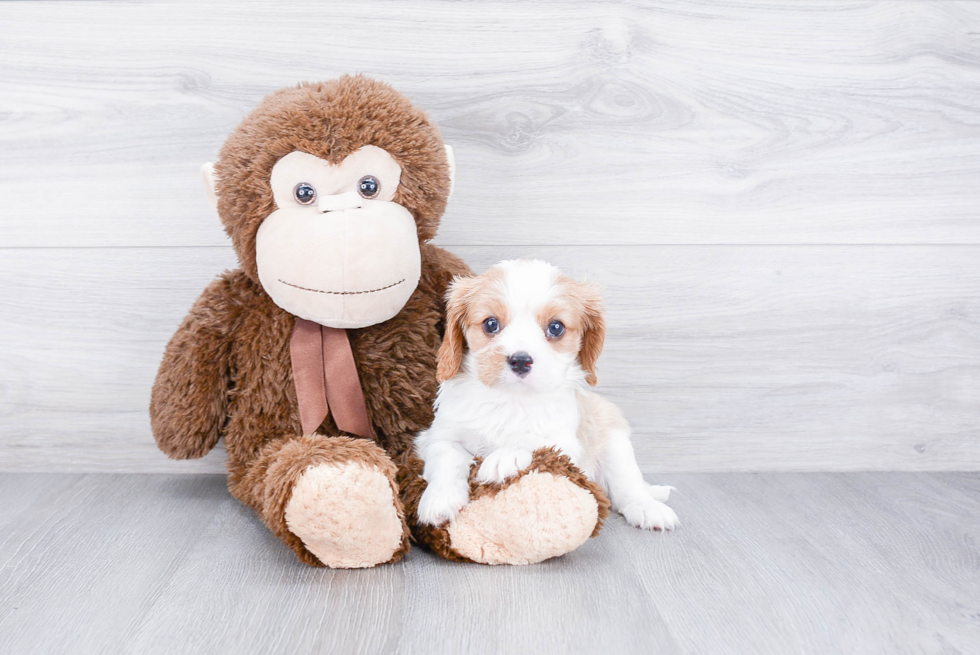 Cute Cavalier King Charles Spaniel Purebred Puppy